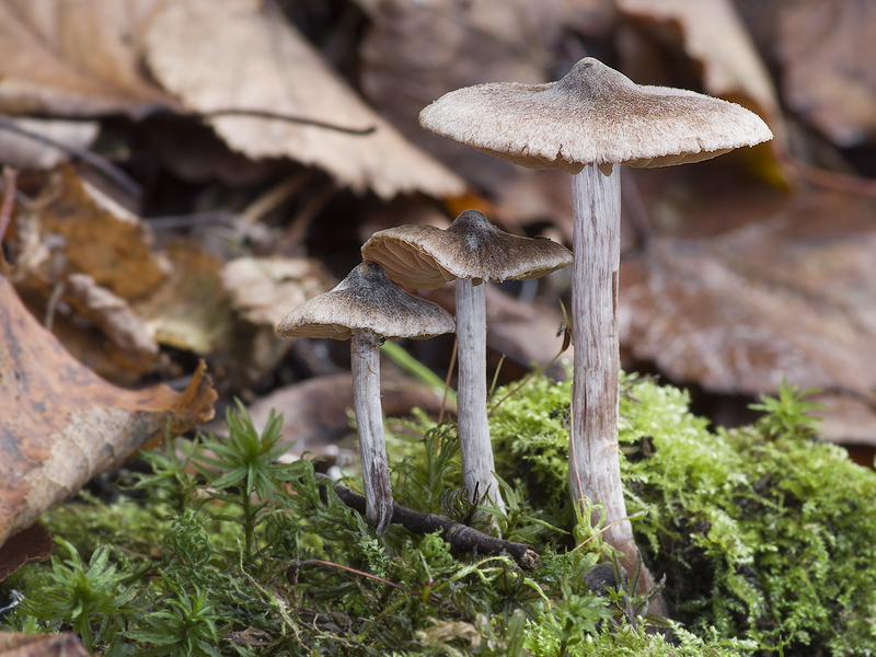 Cortinarius casimiri